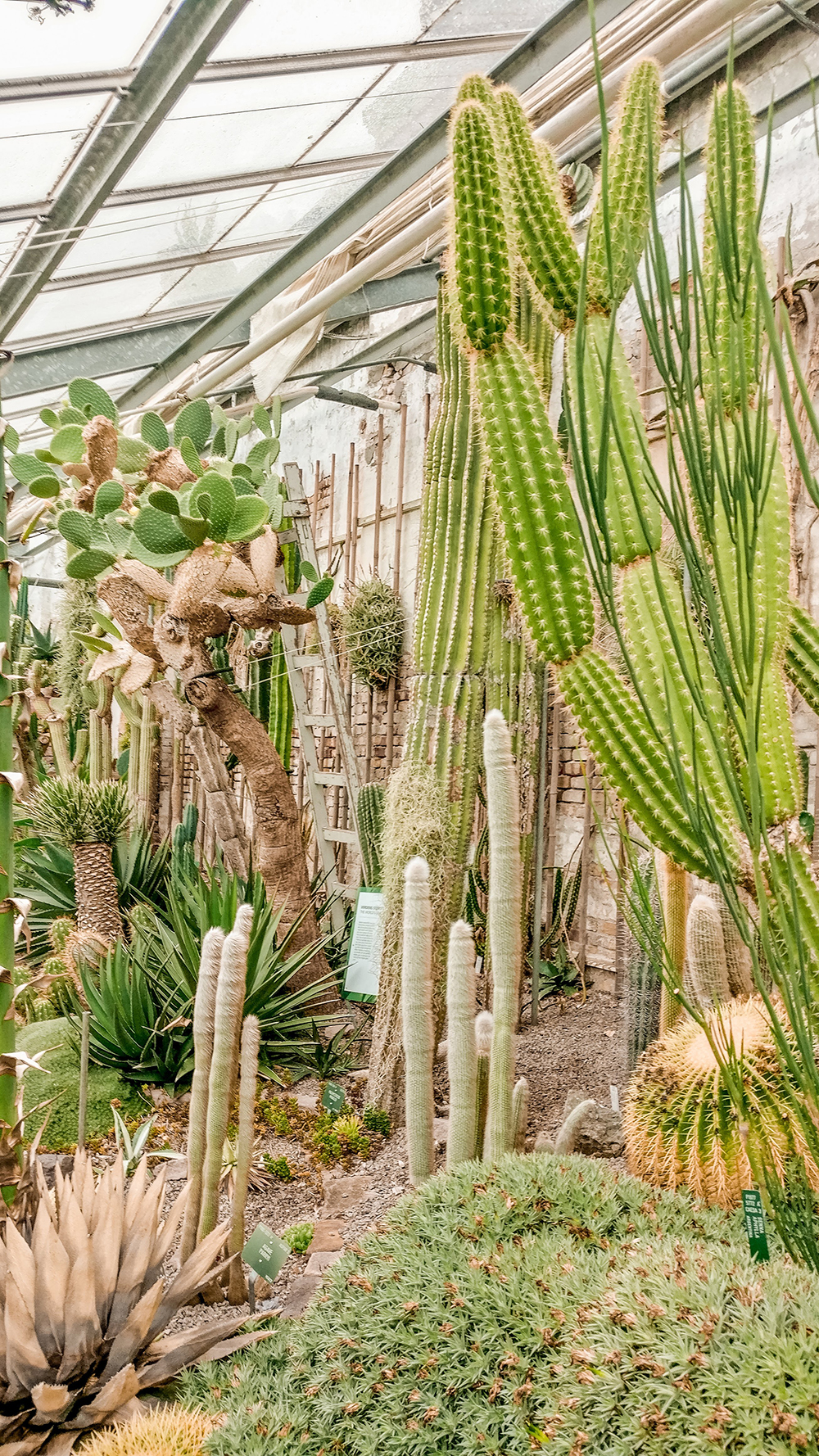 Botanical Garden and Butterfly House - Copenhagen 3-day travel itinerary | Aliz’s Wonderland