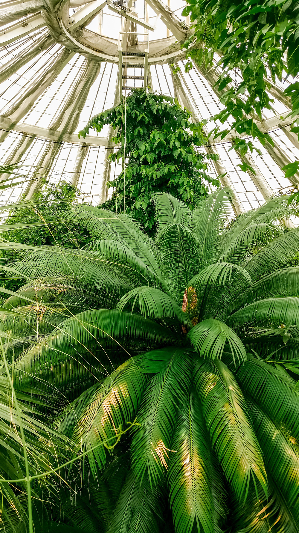Botanical Garden and Palm House - Copenhagen 3-day travel itinerary | Aliz’s Wonderland