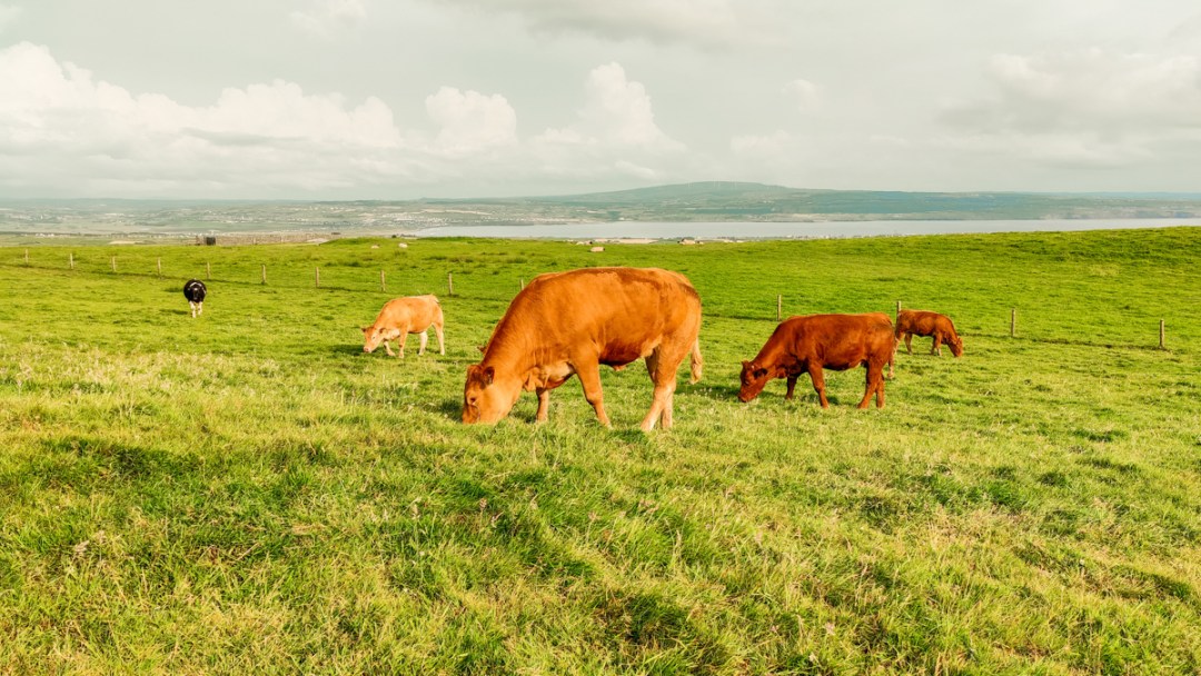 Cliffs of Moher - 2 days in Co. Clare, Ireland - Top things to do in County Clare along the Wild Atlantic Way | Aliz’s Wonderland