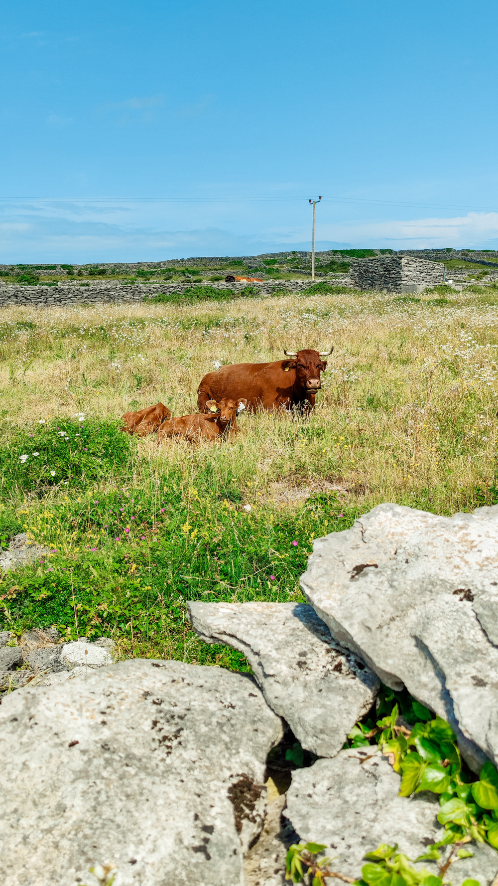 Inis Oirr (Inisheer) - 2 days in Co. Clare, Ireland - Top things to do in County Clare along the Wild Atlantic Way | Aliz’s Wonderland