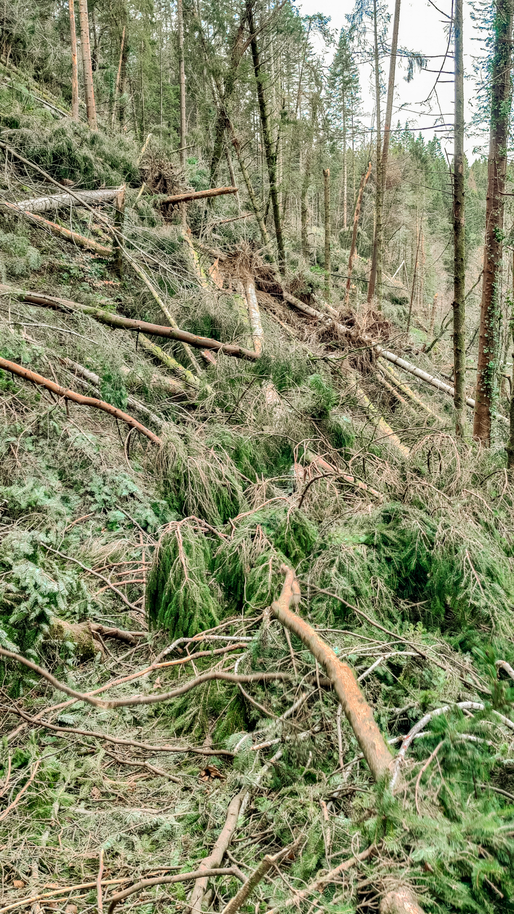 Devils Glen hike fallen trees - 4-day Wicklow travel itinerary - Best places to stay, eat & explore | Aliz’s Wonderland