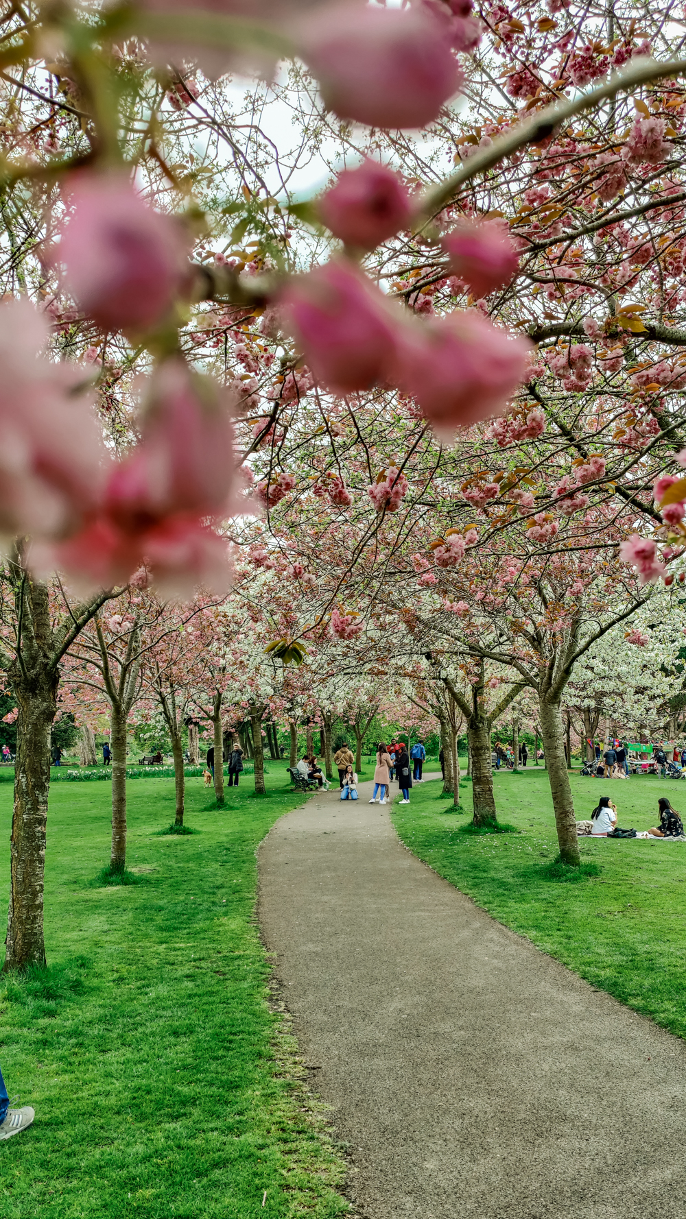 Cherry blossoms in Herbert Park - A nature lover's guide to the best parks and gardens in Dublin, Ireland | Aliz’s Wonderland