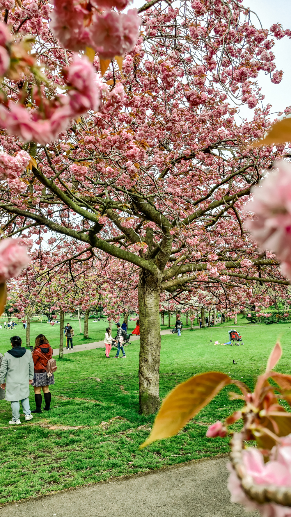 Cherry blossoms in Herbert Park - A nature lover's guide to the best parks and gardens in Dublin, Ireland | Aliz’s Wonderland