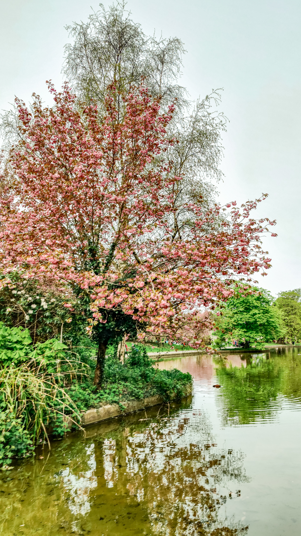 Herbert Park - A nature lover's guide to the best parks and gardens in Dublin, Ireland | Aliz’s Wonderland