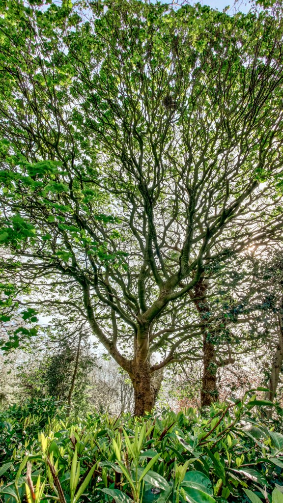 Merrion Square Park - A nature lover's guide to the best parks and gardens in Dublin, Ireland | Aliz’s Wonderland