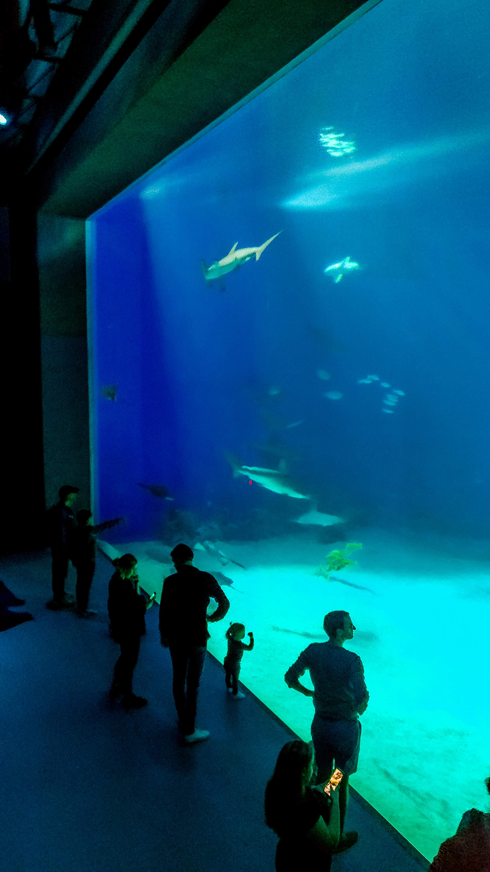 National Aquarium Denmark - Copenhagen 3-day travel itinerary | Aliz’s Wonderland