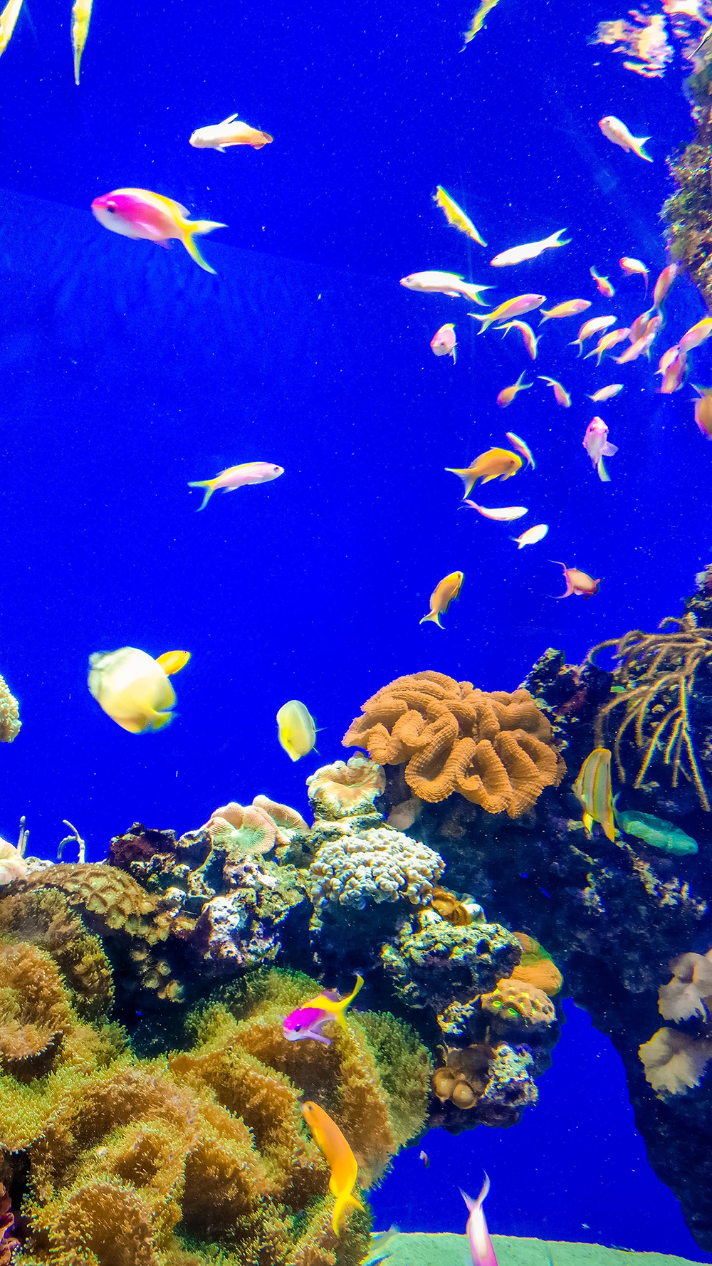 National Aquarium Denmark - Copenhagen 3-day travel itinerary | Aliz’s Wonderland