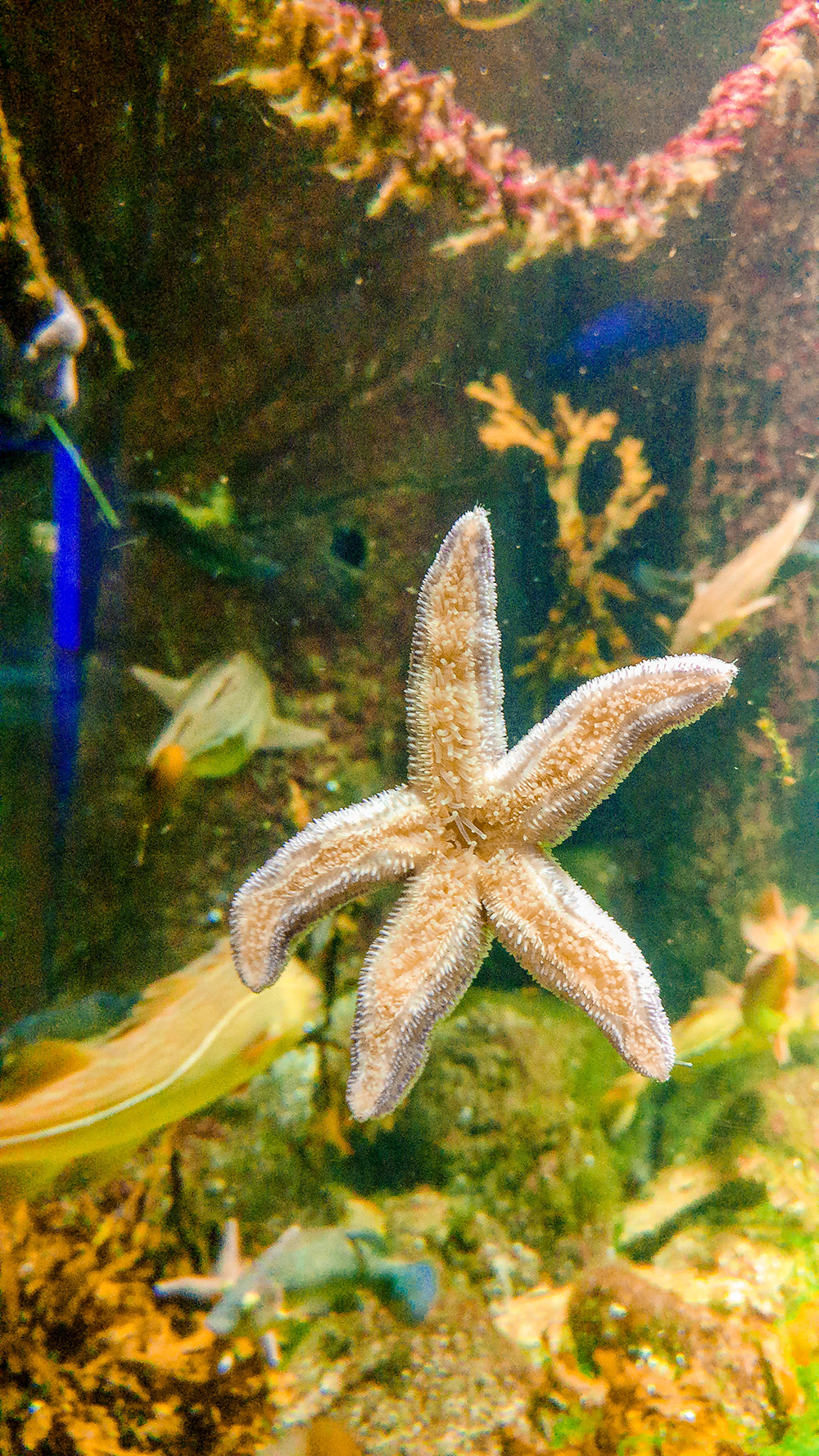National Aquarium Denmark - Copenhagen 3-day travel itinerary | Aliz’s Wonderland