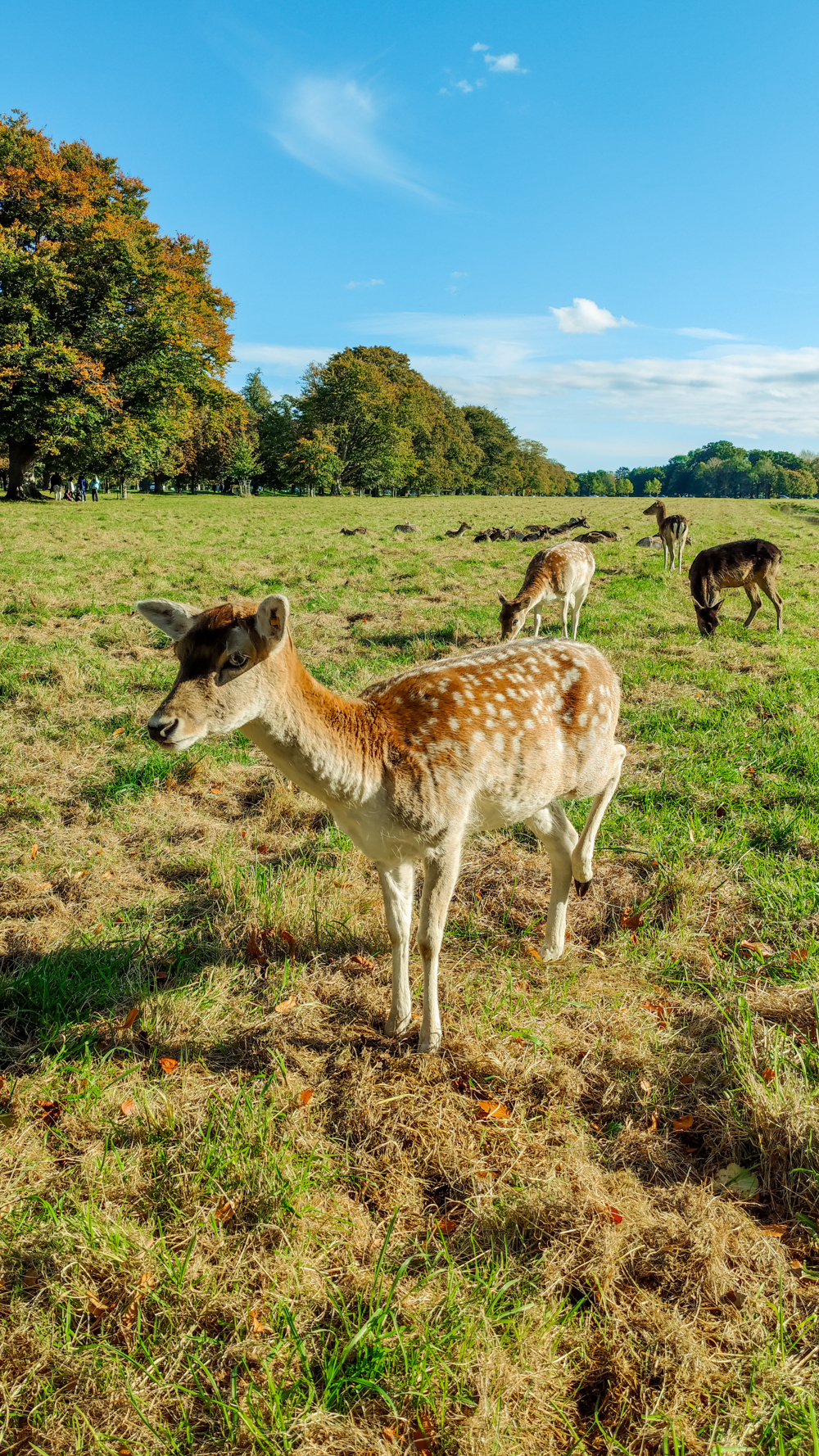 Deers in Phoenix Park - A nature lover's guide to the best parks and gardens in Dublin, Ireland | Aliz’s Wonderland