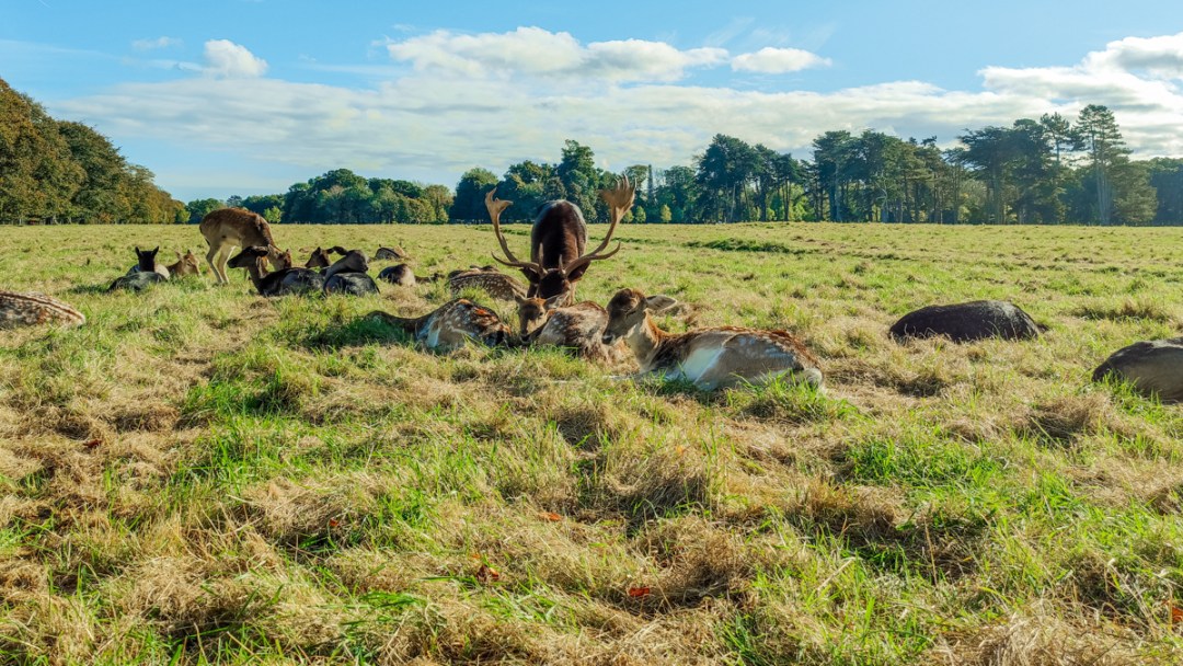 Deers in Phoenix Park - A nature lover's guide to the best parks and gardens in Dublin, Ireland | Aliz’s Wonderland