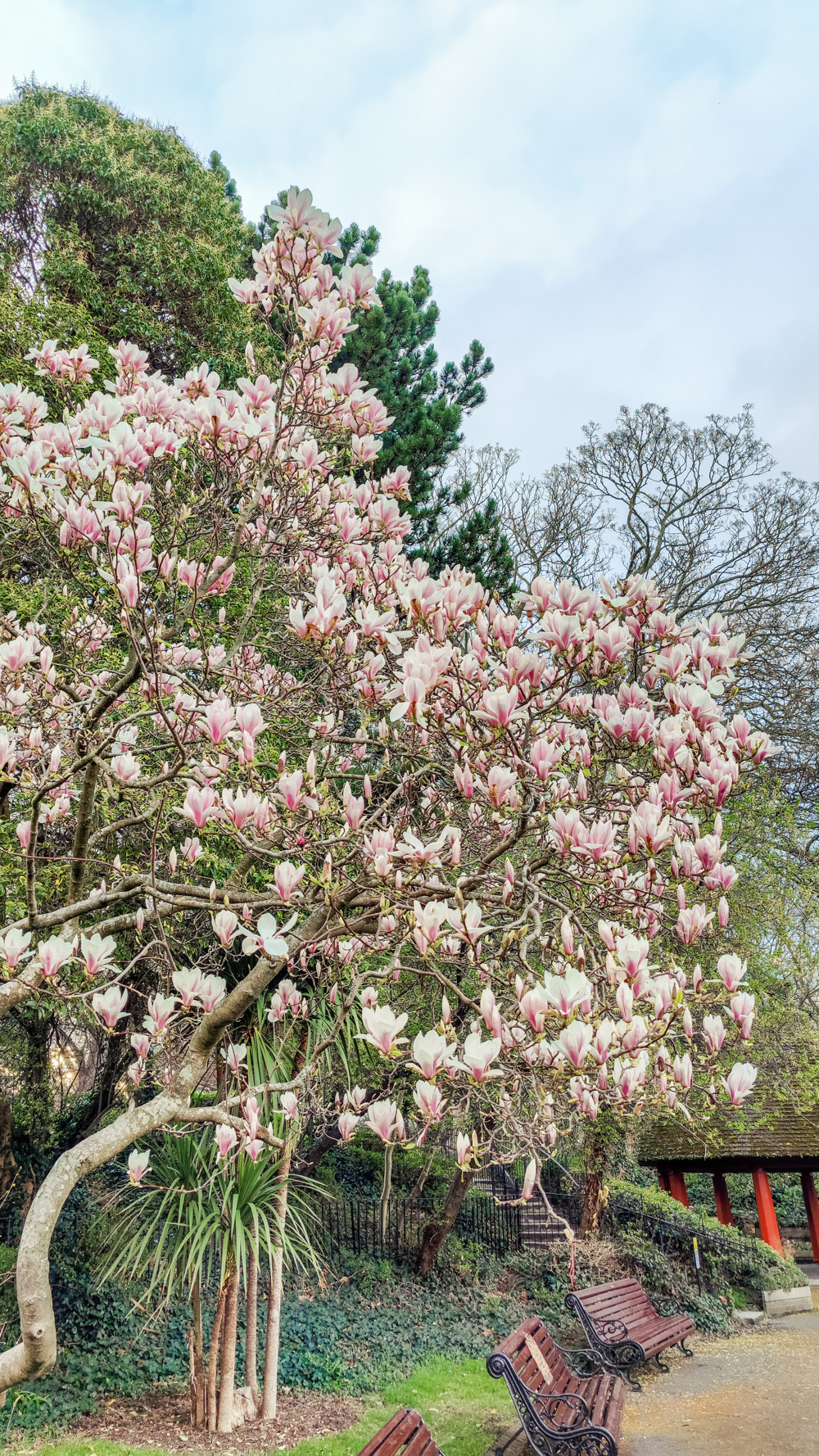 Magnolia tree in St Stephen’s Green - A nature lover's guide to the best parks and gardens in Dublin, Ireland | Aliz’s Wonderland